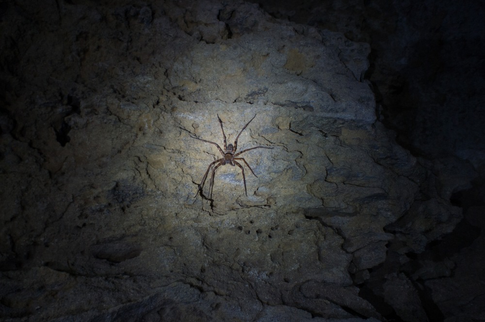 Cave Spider-Hang Kim Cave