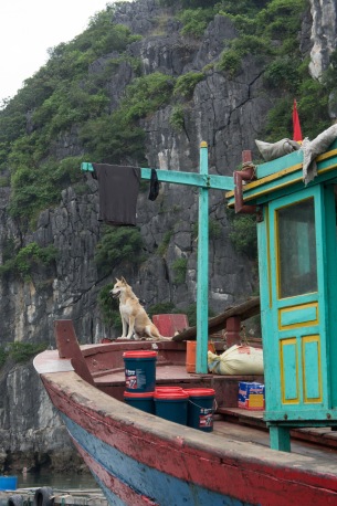 Every home in the floating village has a guard dog in lieu of locks.